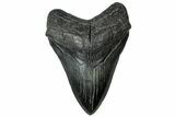 Fossil Megalodon Tooth - South Carolina #315446-1
